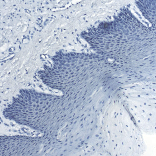 Hematoxylin W kit - staining