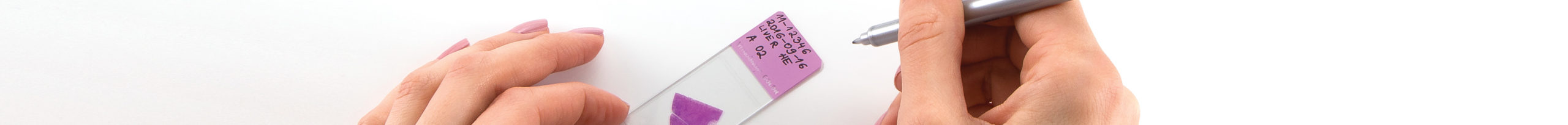 ChlamyGnost DFA microscope slides