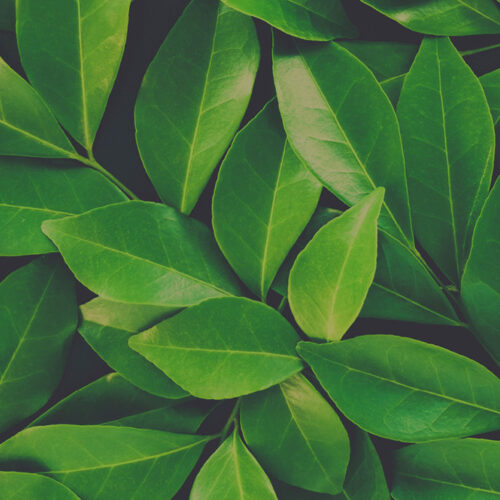 BioGREEN